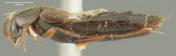 Media type: image;   Entomology 32917 Aspect: habitus lateral view